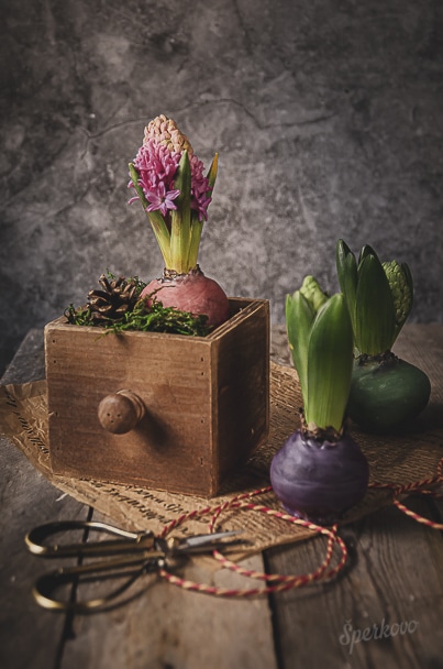 Hyacint vo vosku originálna jarná dekorácia