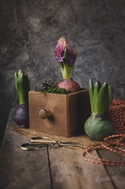 Hyacint vo vosku originálna jarná dekorácia
